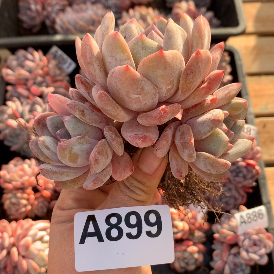 A899 橙梦露 粗腿老桩清仓