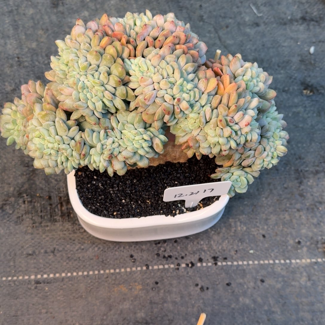 一物一拍冰橙树缀24公分17号