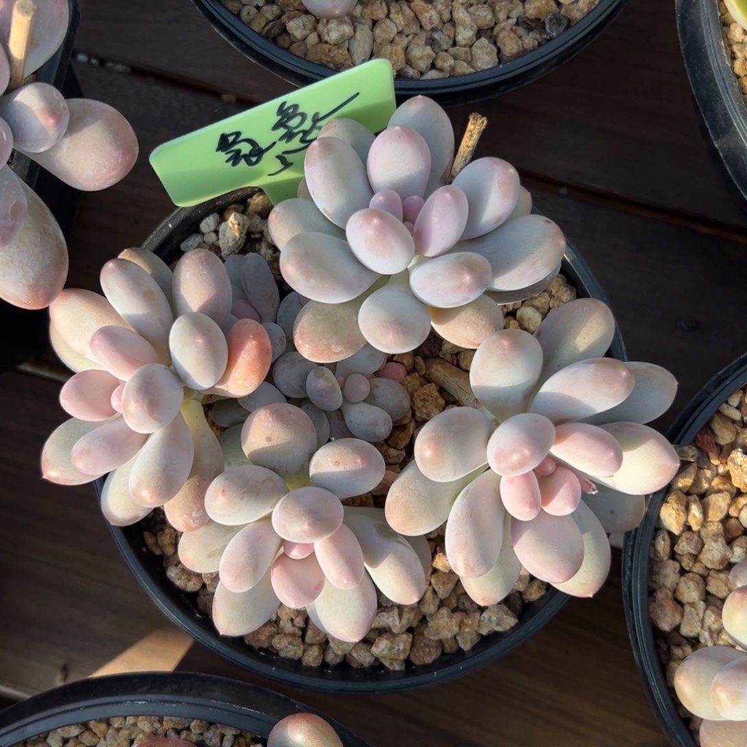 袅***袅七彩美人11111111111111