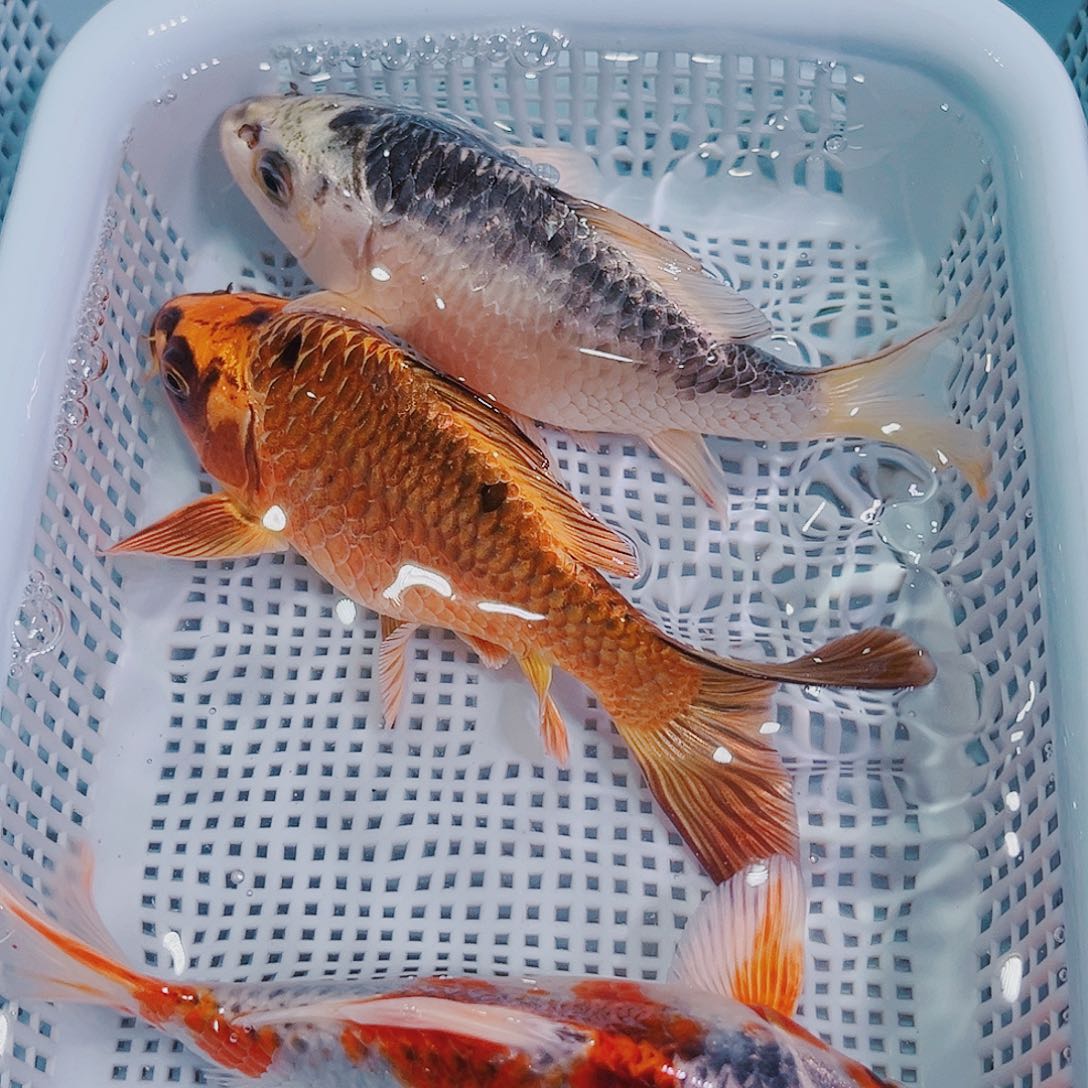 锦鲤锦鲤冷水鱼观赏