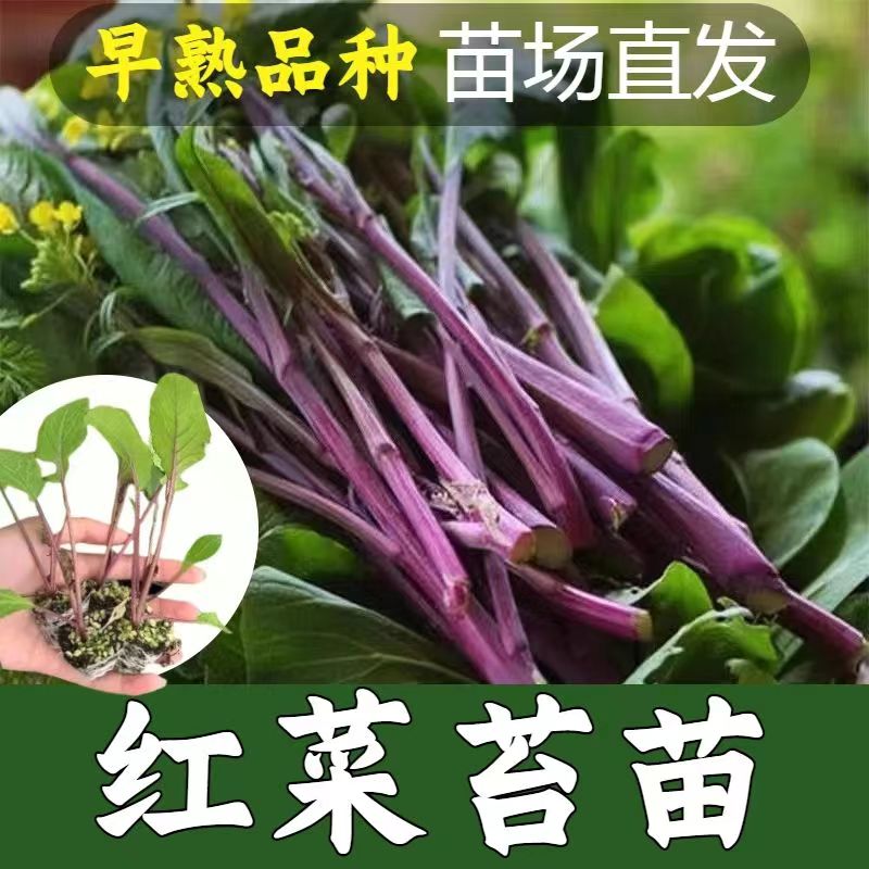 红菜苔秧苗适合四季种植室内外可种植秧苗阳台庭院盆栽的蔬菜秧苗