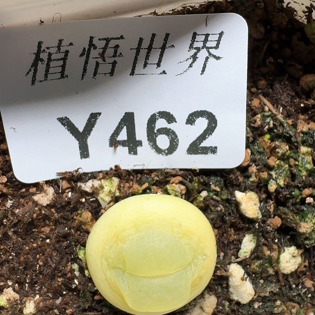 462盒多肉植物哇哇
