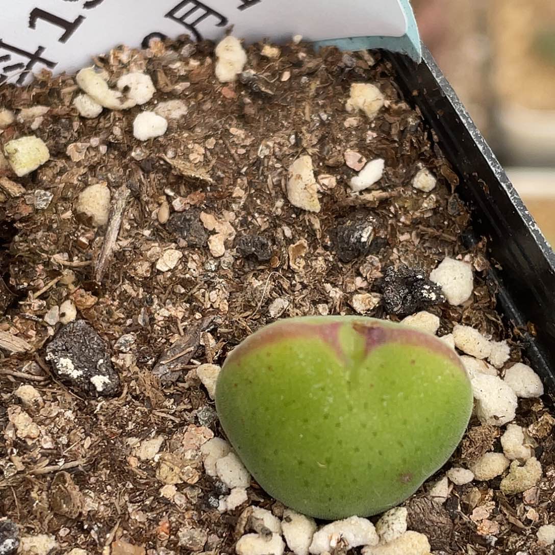 19-17毛将多肉植物