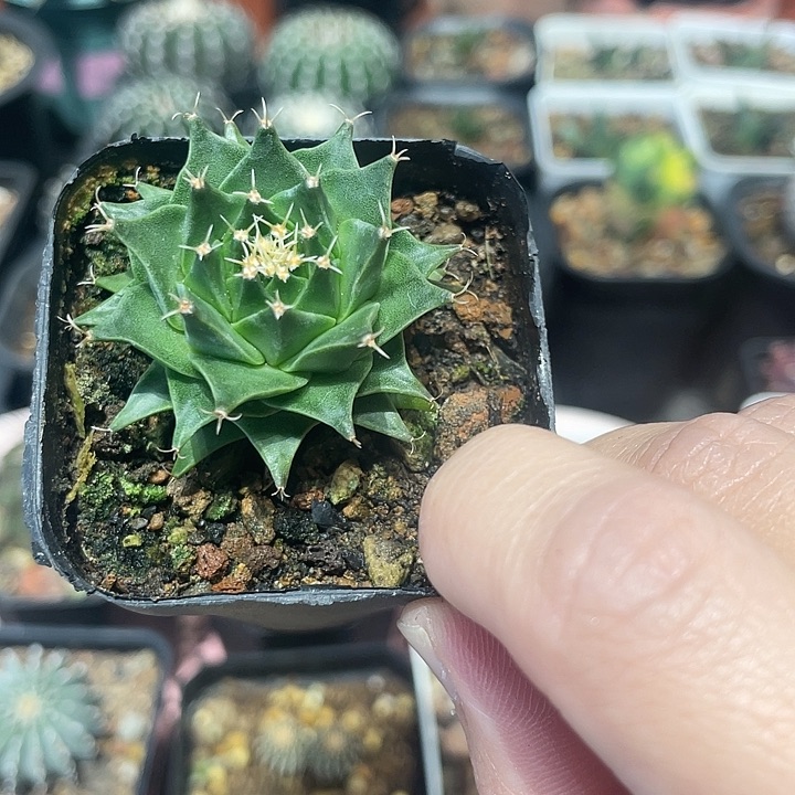 实生帝冠仙人球一颗