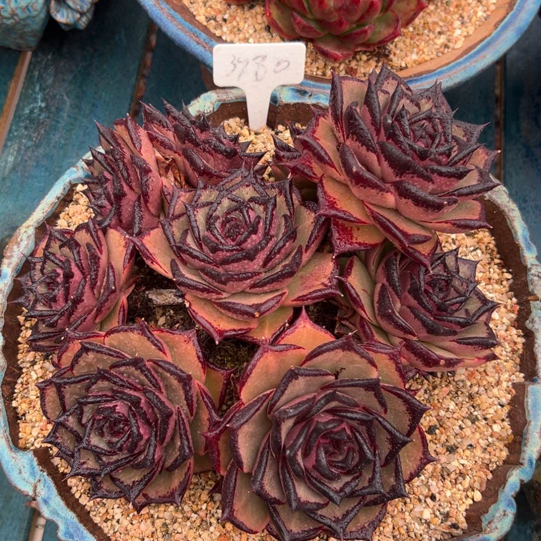 多肉一物一拍0126-3980