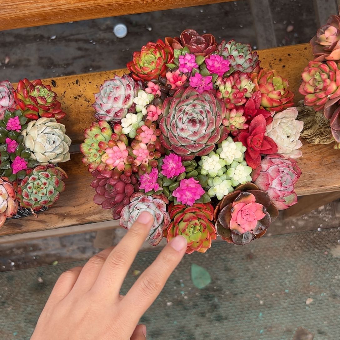 聚宝盆花园组合花园