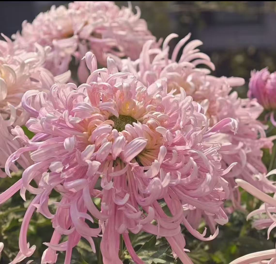 【盘龙献绿】大花富贵菊九月大菊盆栽开花好看观赏佳品