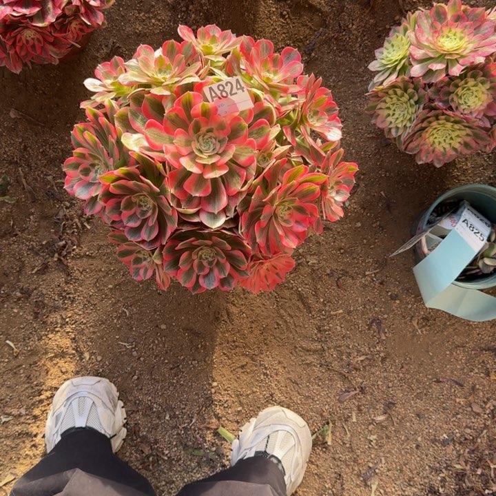 红陶小*粉女郎824多肉