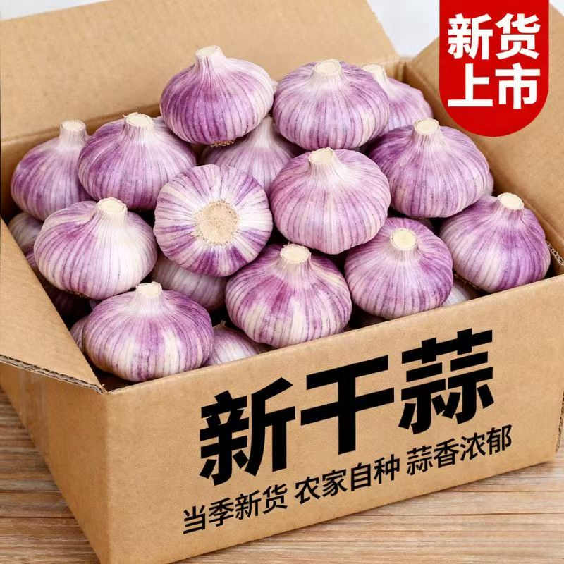 新紫皮大蒜新干蒜新鲜大蒜头批发整箱优质蒜子多瓣干蒜