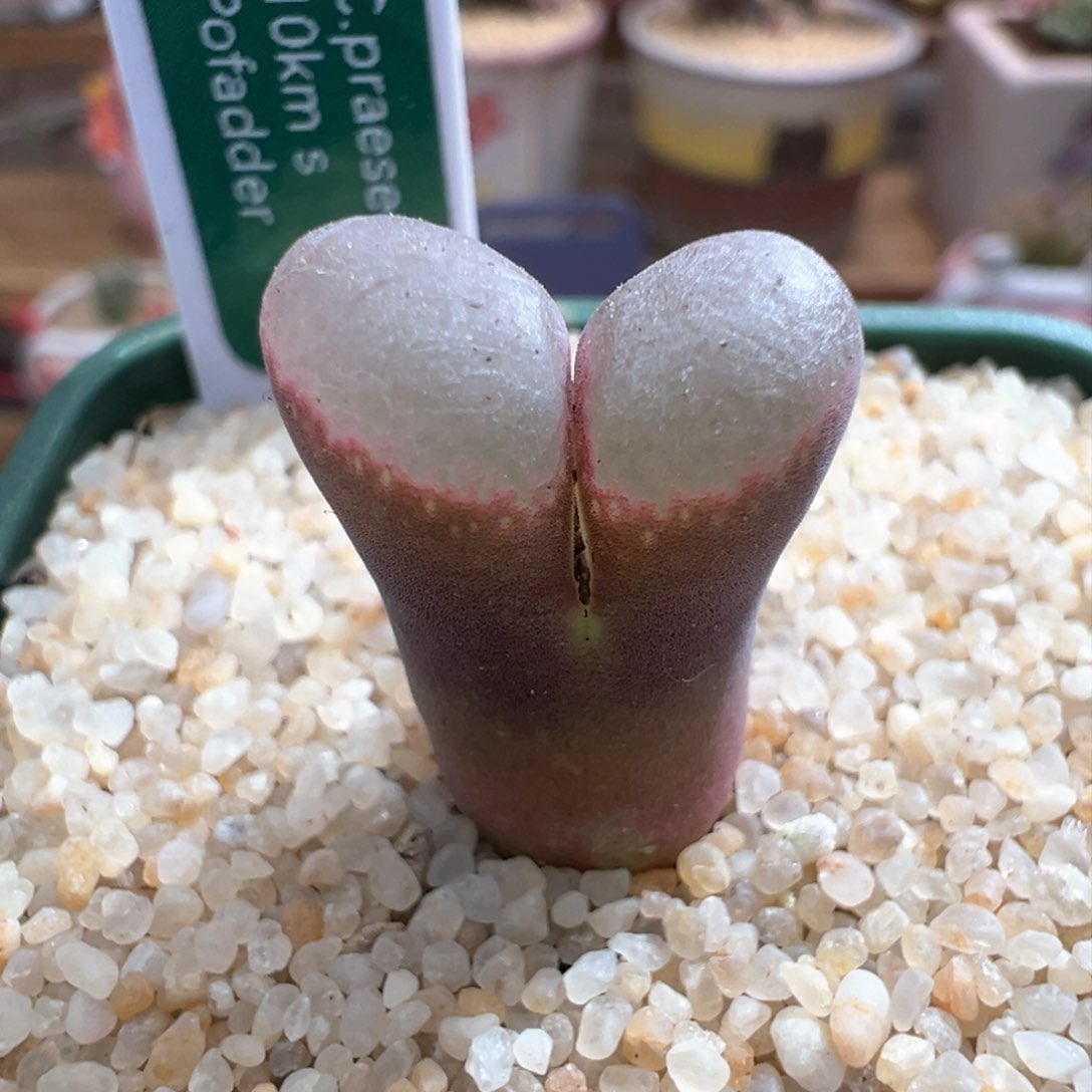 586。青蛙四年优选10km粉黛