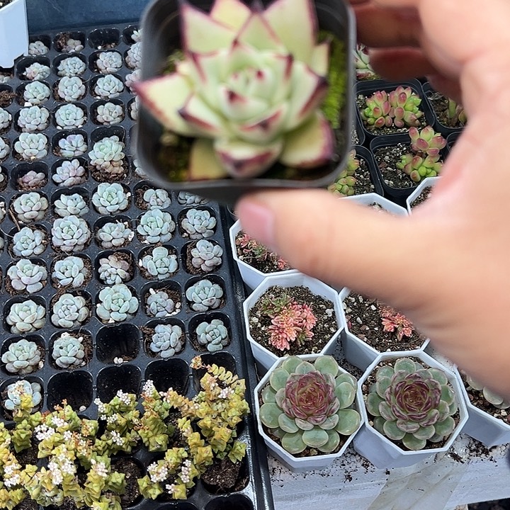 带盆乌木 满10颗包邮