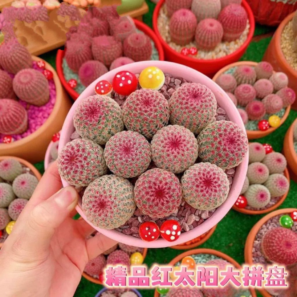 红太阳 多肉植物开花仙人球四季养实生紫太阳室内阳台桌面盆栽