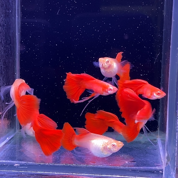 孔雀鱼血红飘5对孔雀