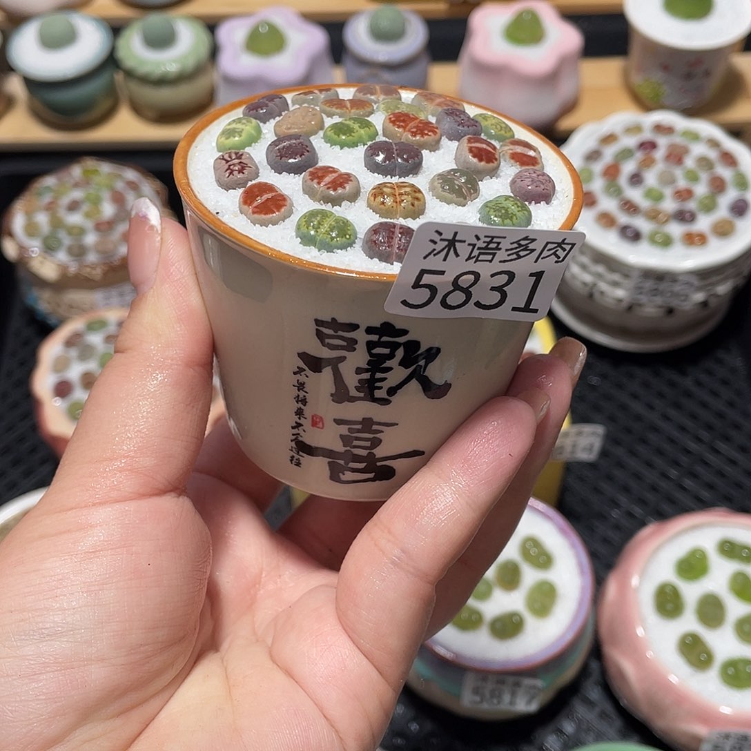 带盆土植物 一物一拍5831