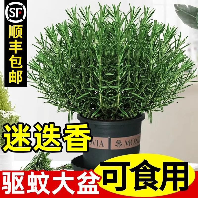 迷迭香苗盆栽可食用驱蚊植物香草薄荷苗水培花卉绿植物室内煎牛排