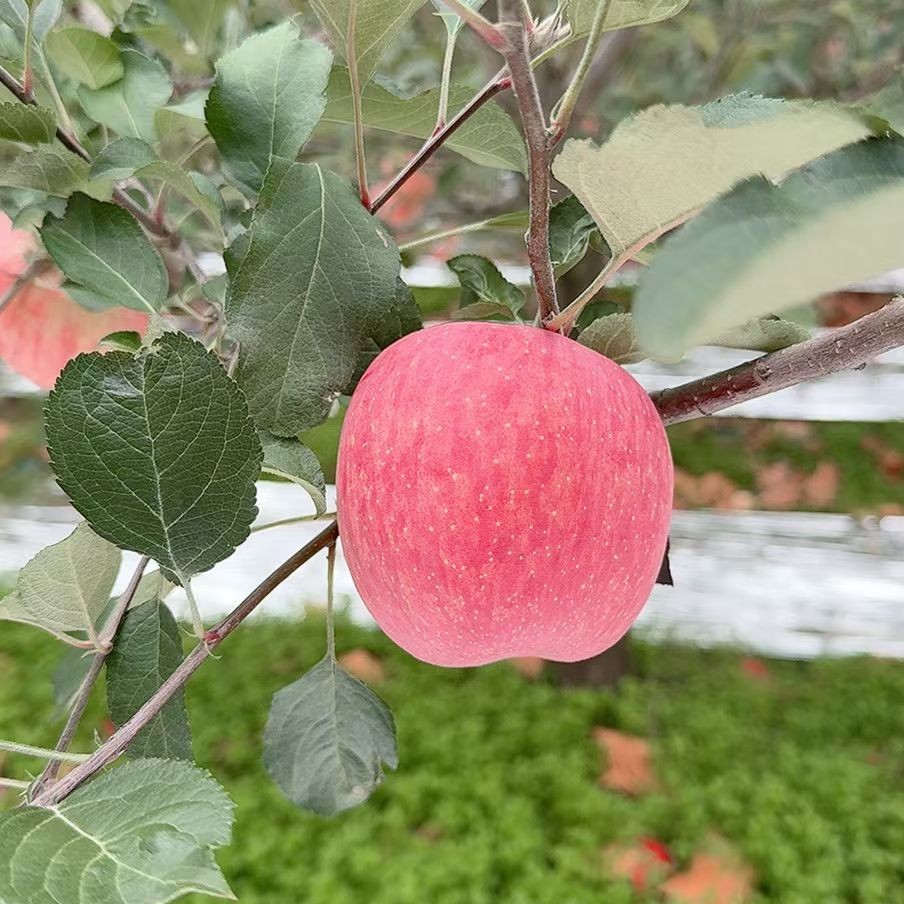 洛川苹果80#85#混装果，净重11斤，酸甜可口