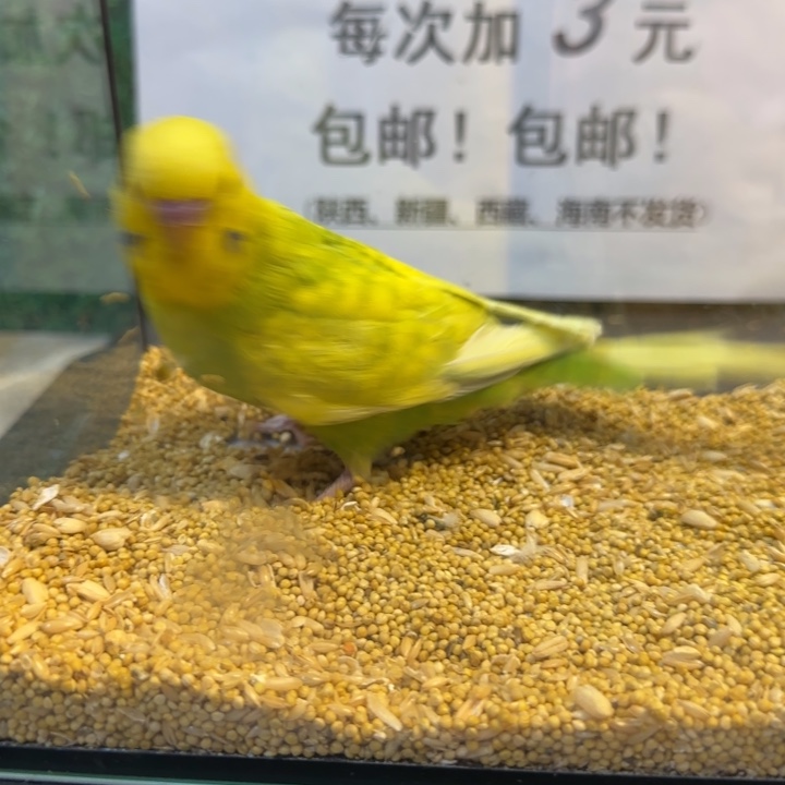 虎皮鹦鹉大头虎皮鹦鹉