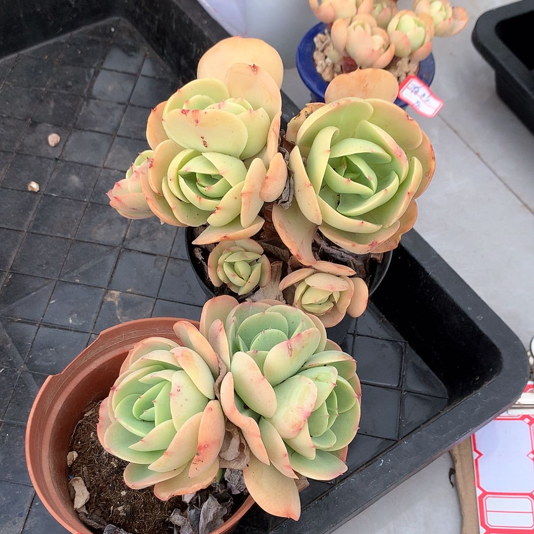 鸡蛋碧桃多肉两颗