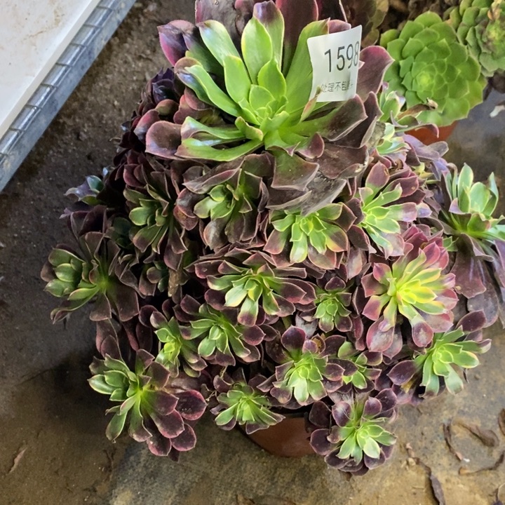 金丝雀多肉断头不包1598