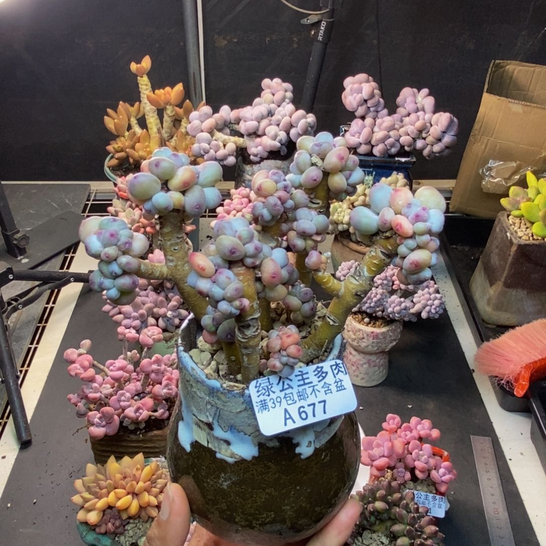 677苹果奶四代多肉8c m