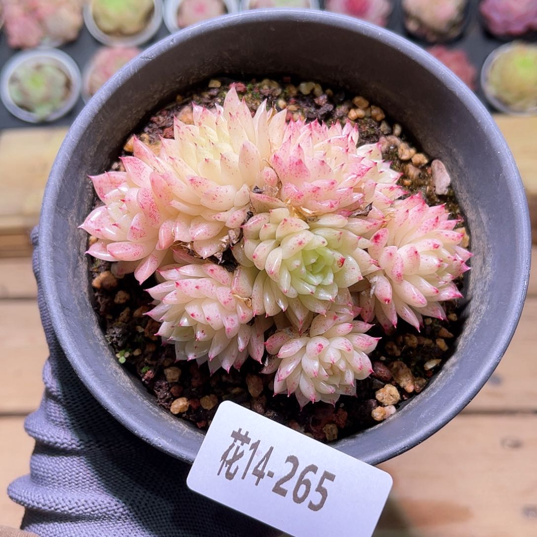 花14-265麦秆群生