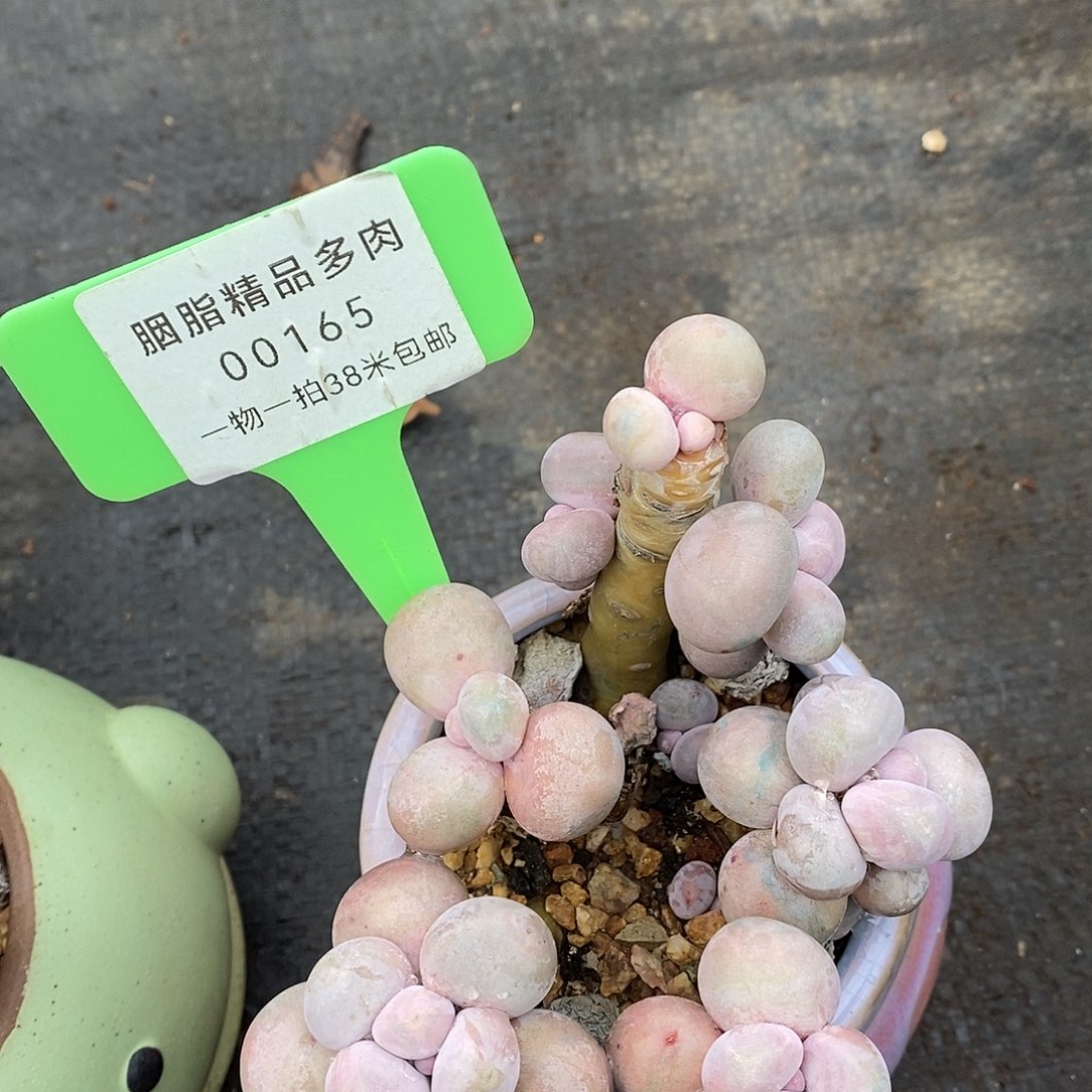 165统计咯哩咯哦我哦蜗牛