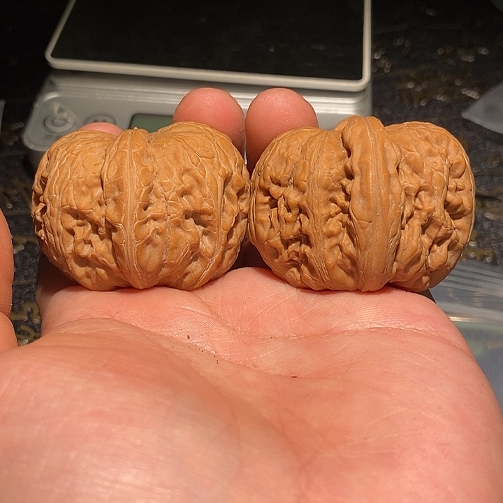 核桃手串/手链43 元宝