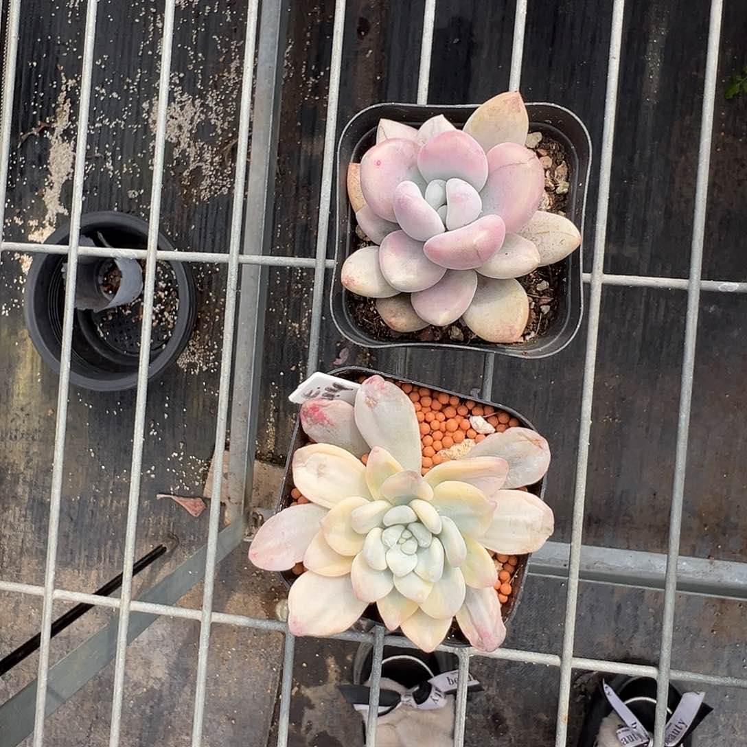 用****0洛神锦奥普锦多肉植物