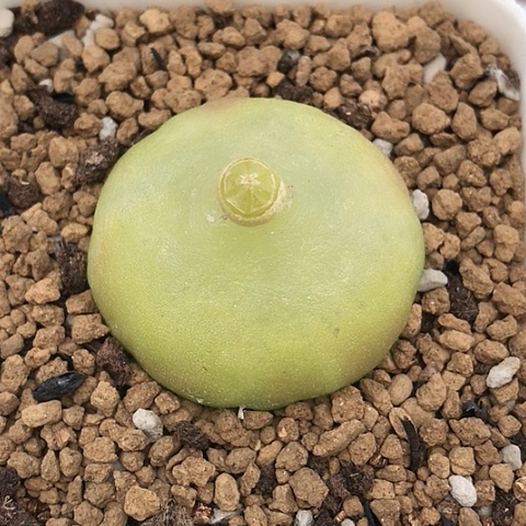 多肉肉锥 3.5Cm 灯泡