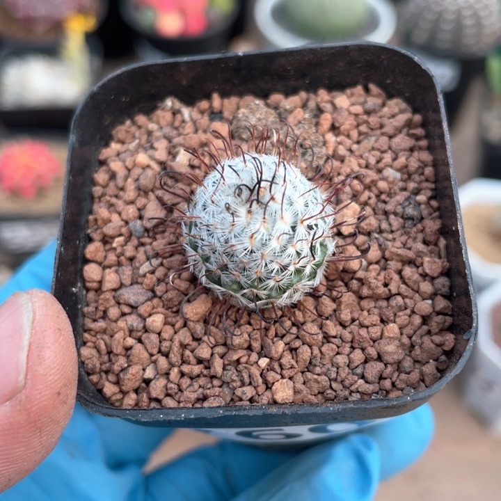 760曲刺佩雷仙人球