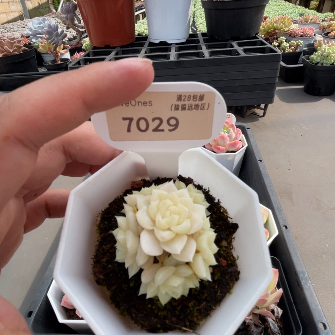 7029白天鹅4.5厘米