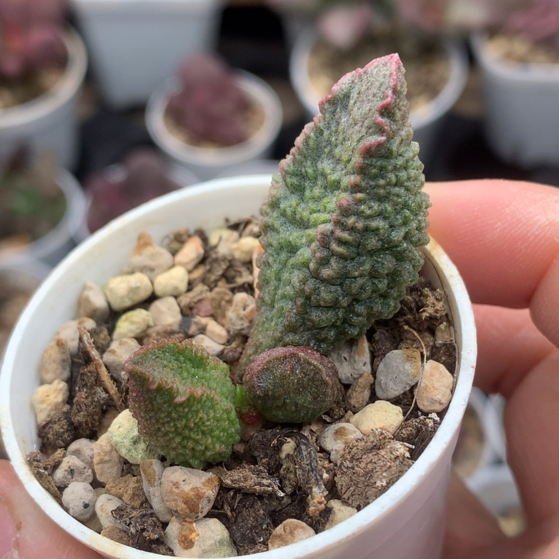 哈默小怪兽 多肉植物水泡