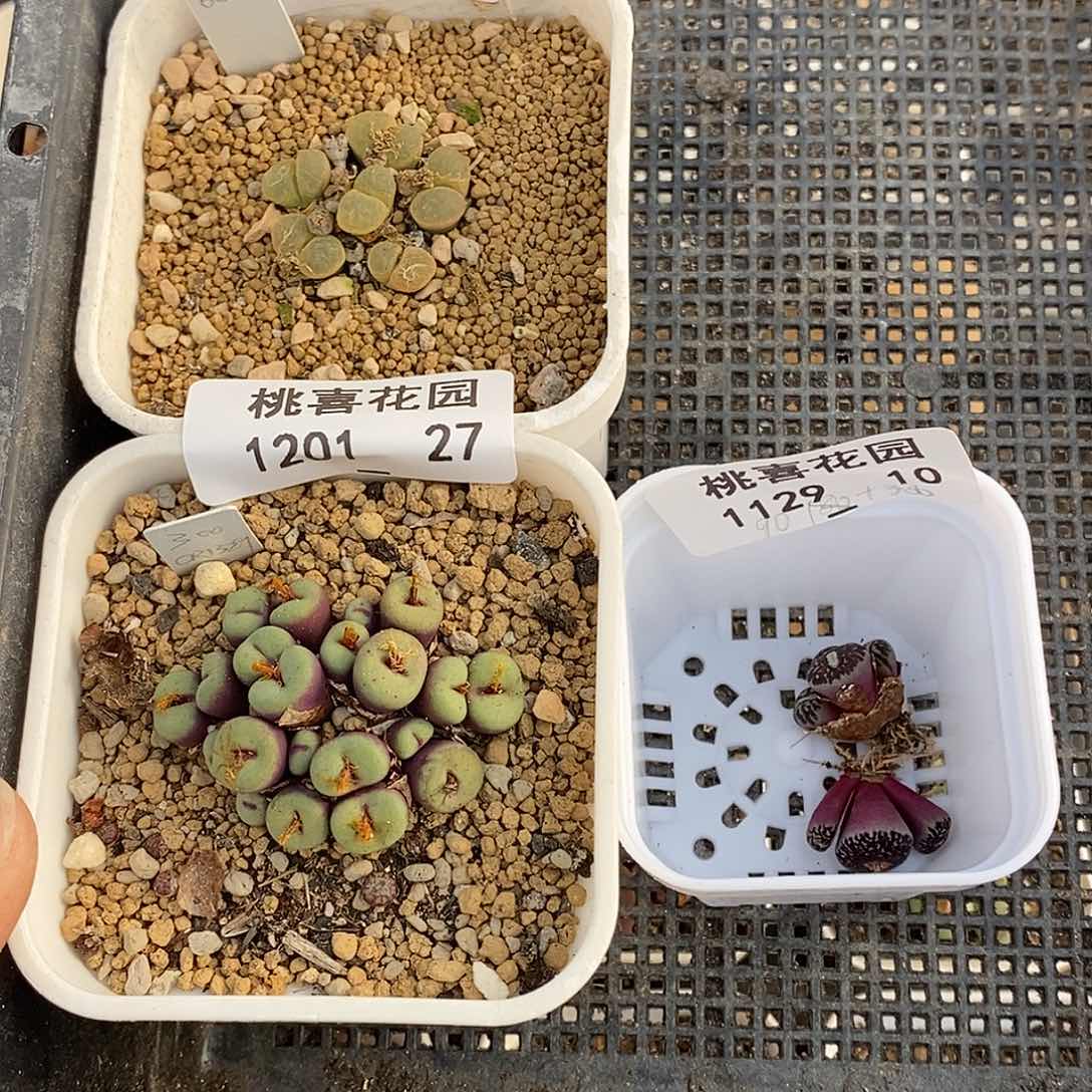 ?**菁201-27-组合福利。    