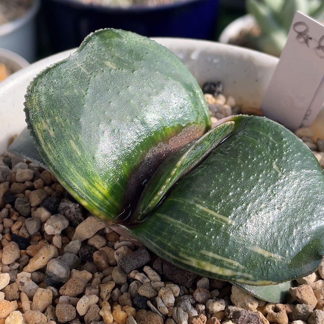 808脱土发货111111