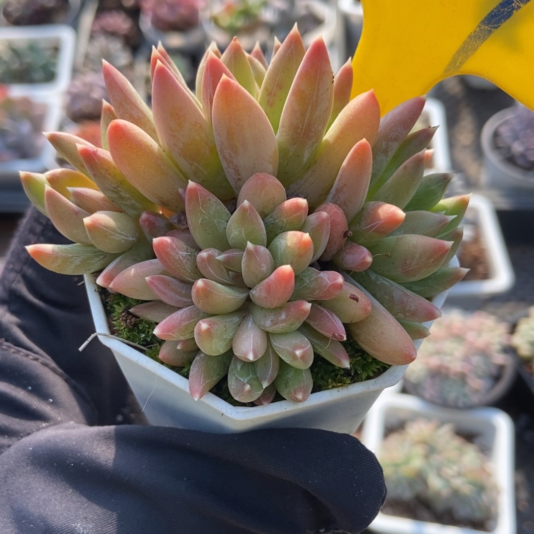 929炫彩星多肉植物