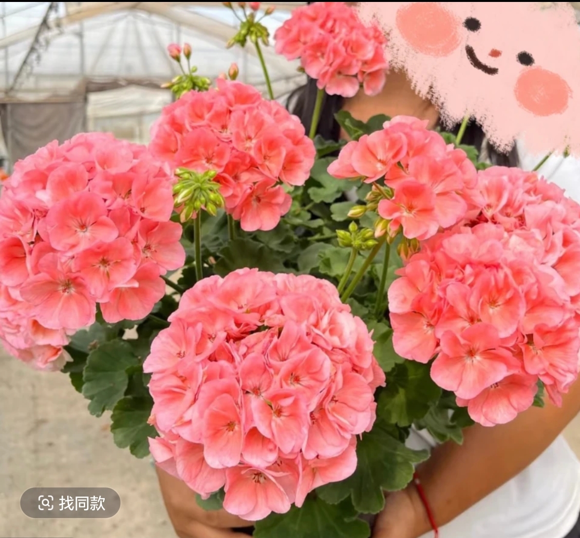 【菲舍857（带花苞）】光照弱是白粉色越晒越橙四季开花