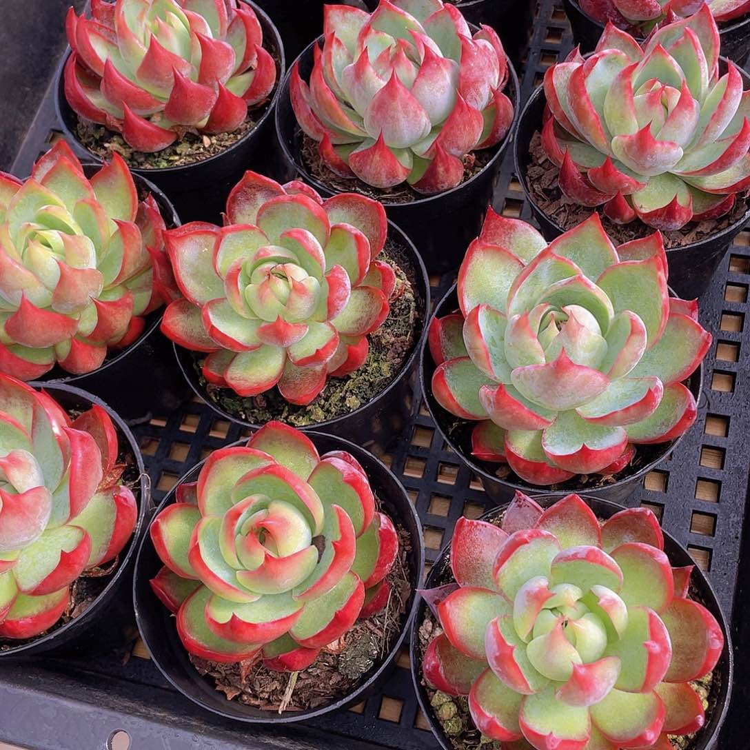 量拍31号 惊鸿仙子单头一个