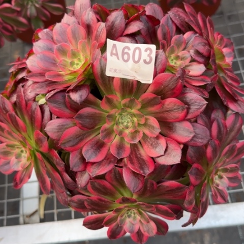 603安娜20厘米左右