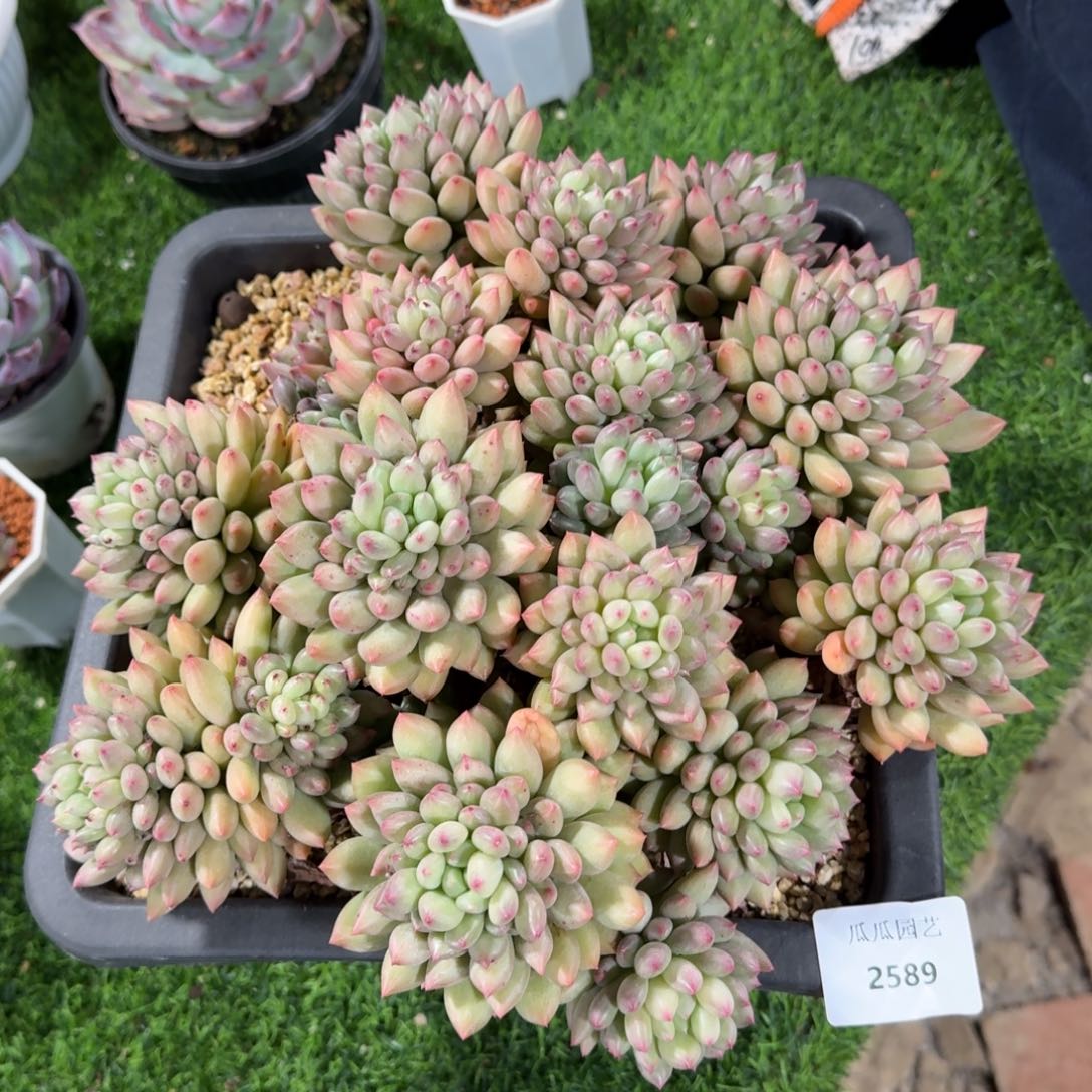 2589颜自大群多肉植物