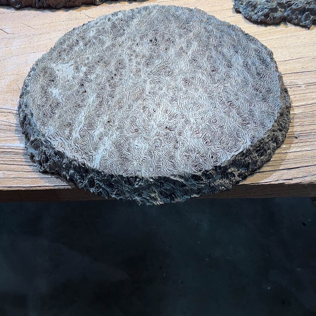 我***旧有机玻璃铁栎木精品干泡