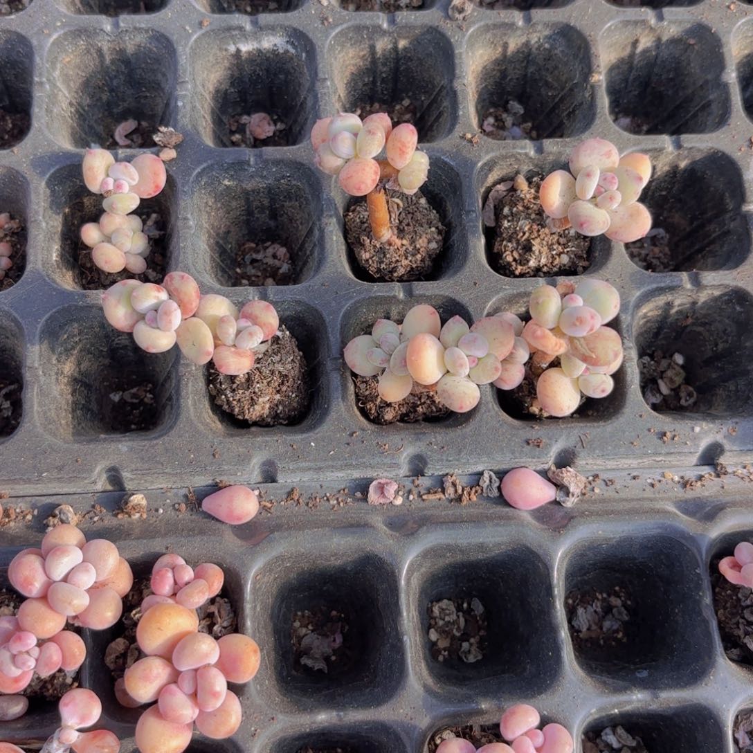 萤火虫两颗一组量拍