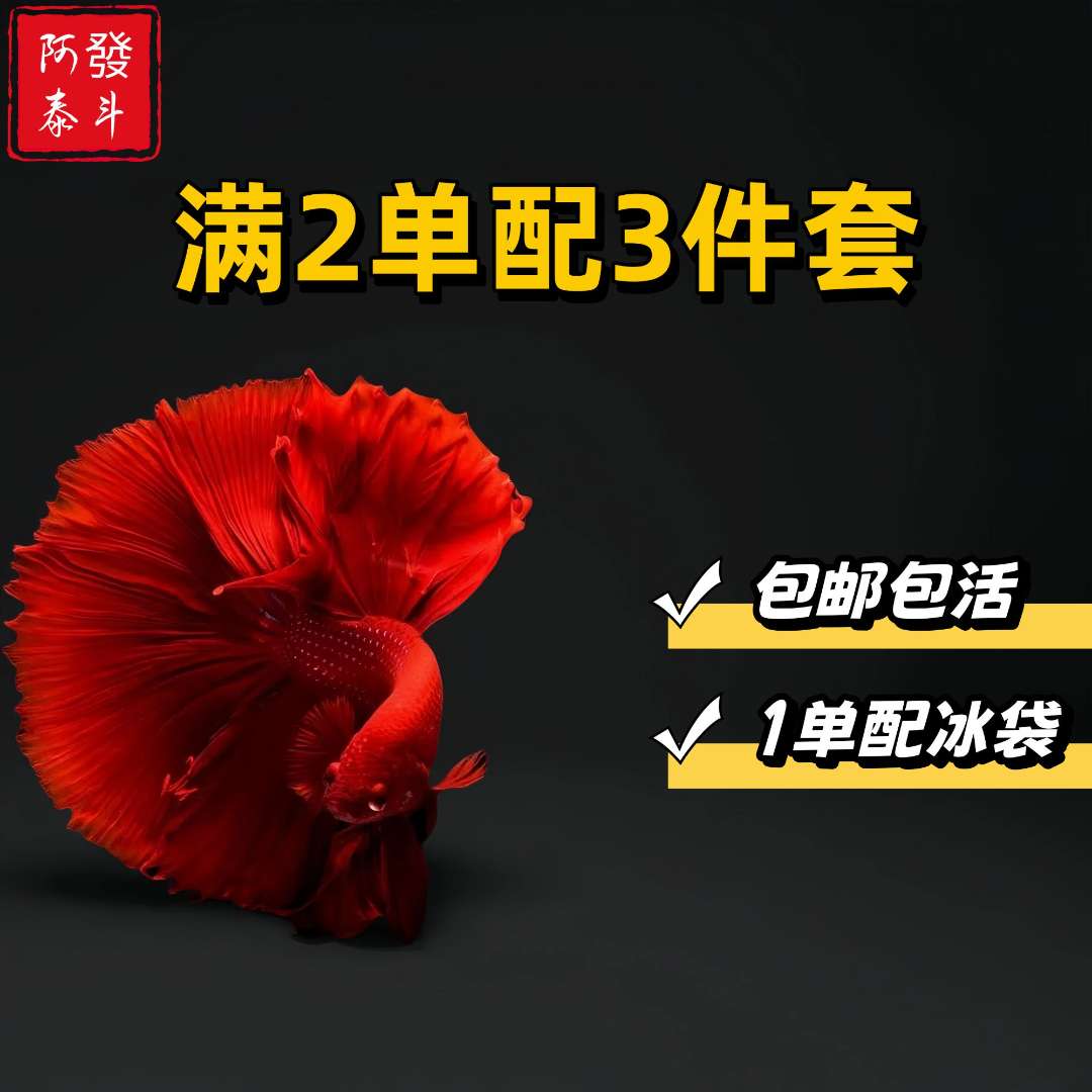 A7精品泰国小型热带淡水观赏斗鱼 好养耐活包邮包活不包损