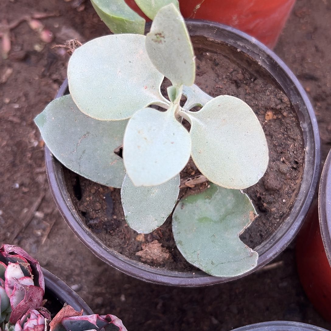 多肉植物银景天单头