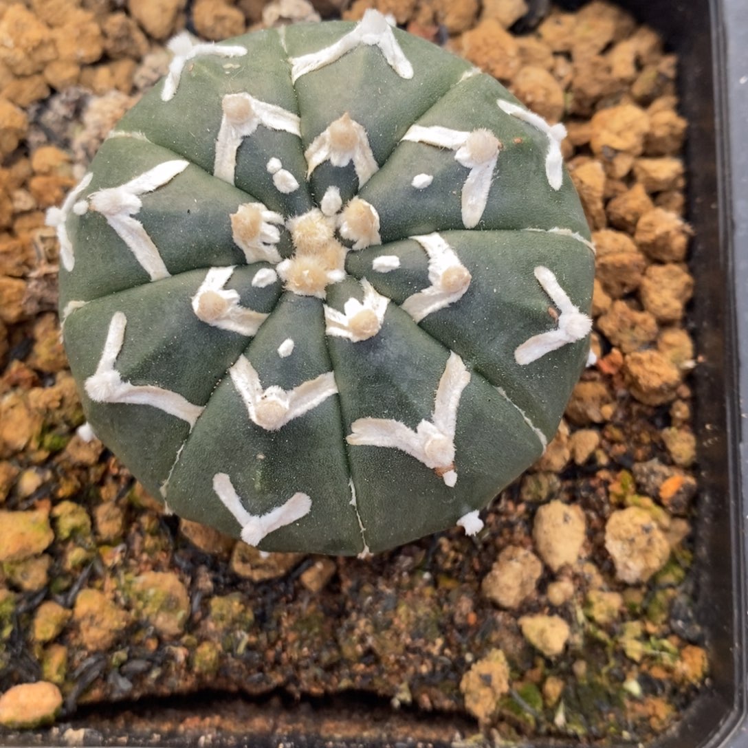 实生 琉璃v兜4.8公分左右一物一拍