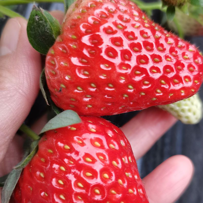 成都巧克力草莓新鲜红颜草莓顺丰包邮精品大果草莓只发川渝