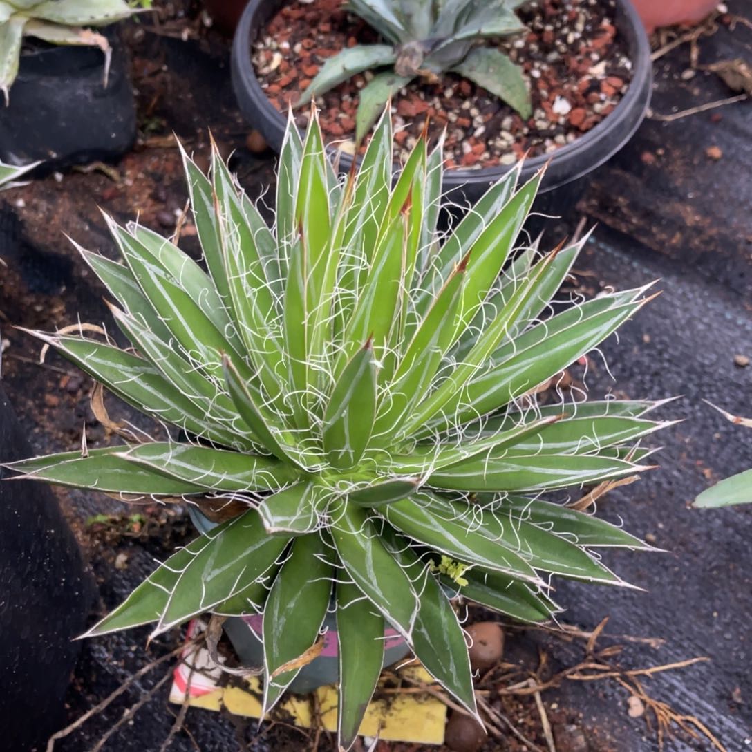 王妃乱雪龙舌兰系列