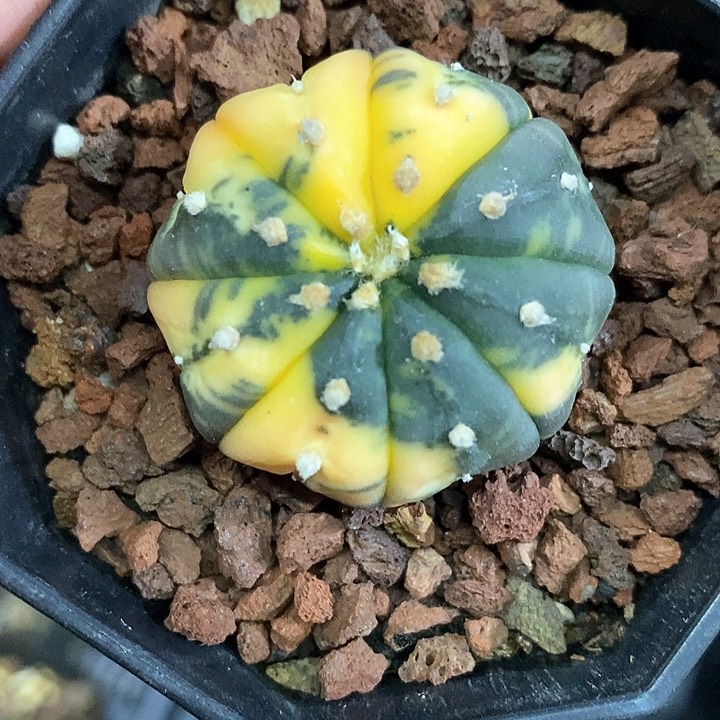 孤品实生海星兜散斑锦3.7cm