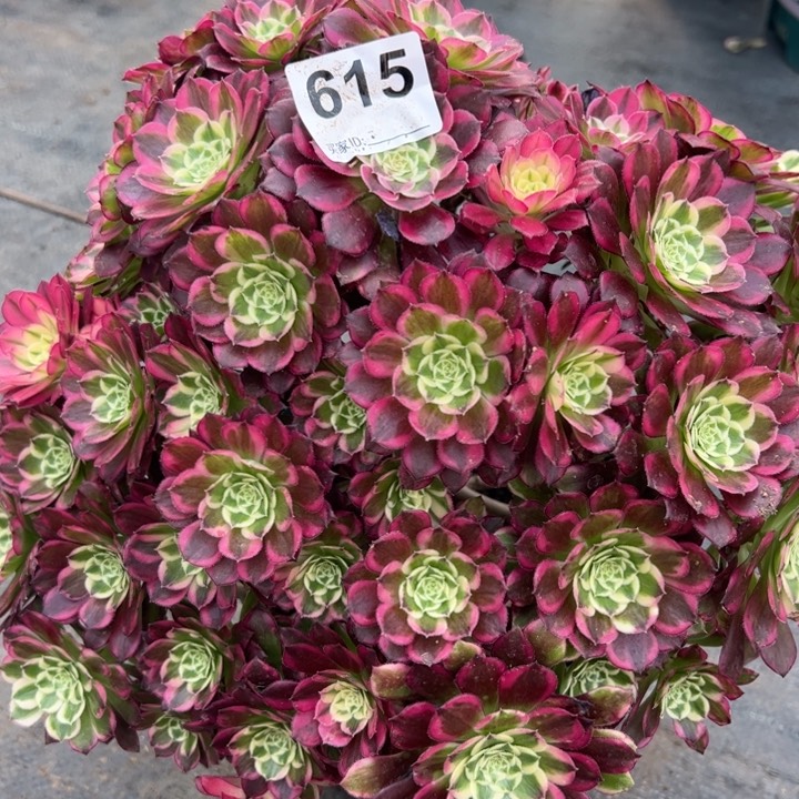 615天合朵朵30厘米左右有断枝