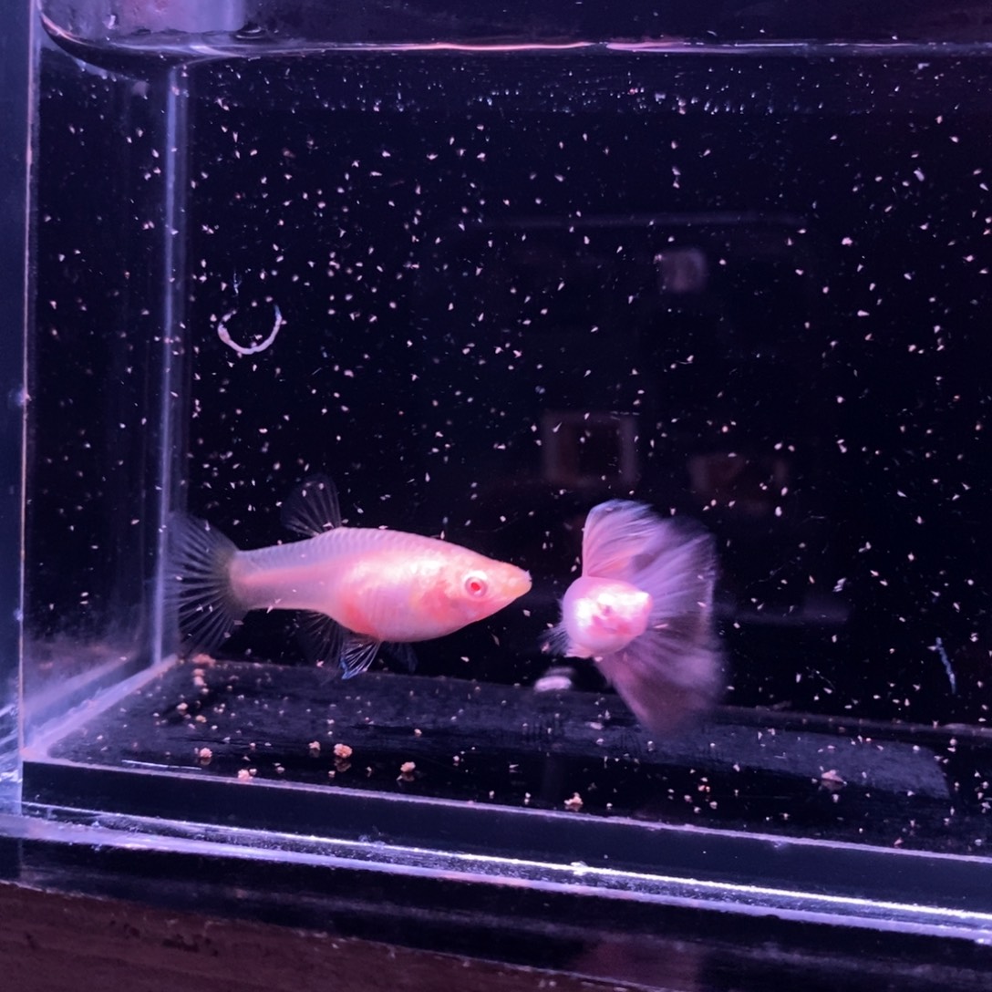 孔雀鱼墨紫白子一对