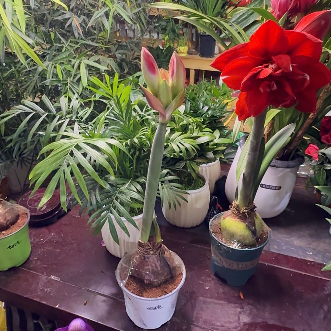 完全开放花孔雀朱顶红